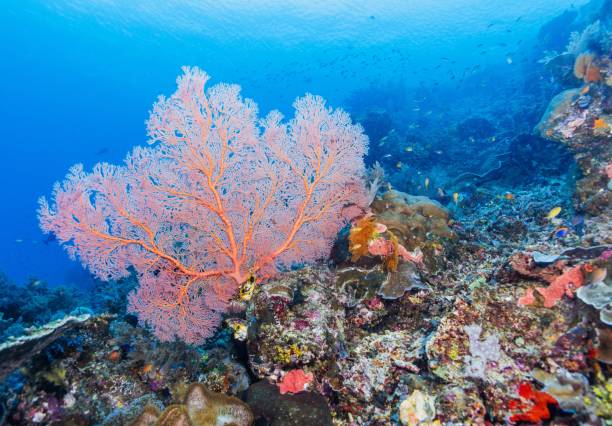 istock Under Water photography 1298135124