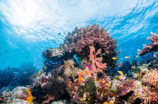 istock Under Water photography 1298135160