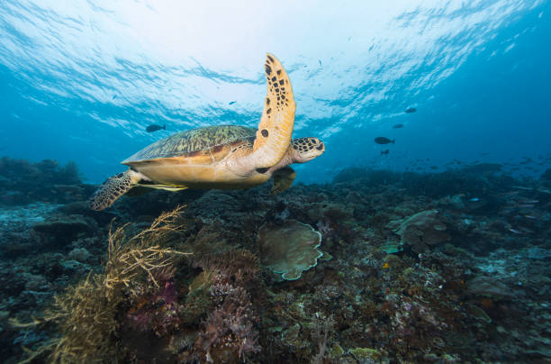 istock Under Water photography 1298135291