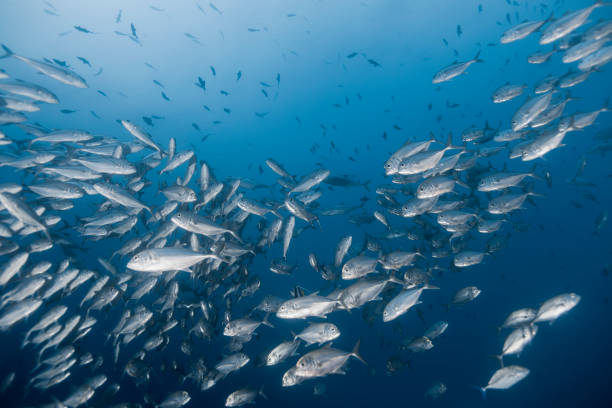 istock Under Water photography 1298135292