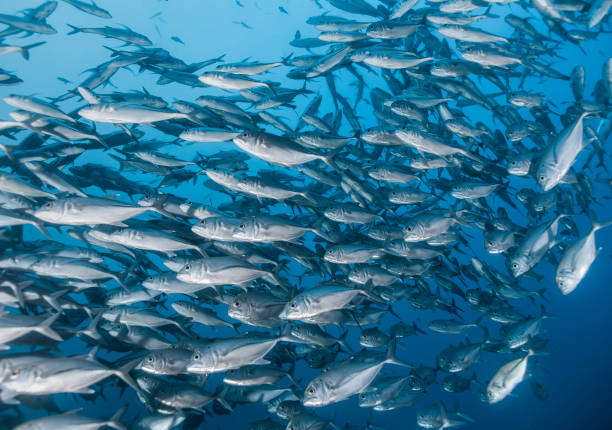 istock Under Water photography 1298135386