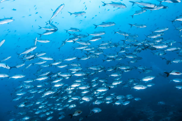 istock Under Water photography 1298135420