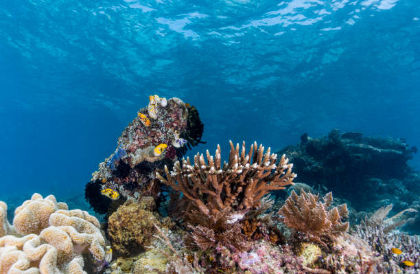 istock Under Water photography 1298135479