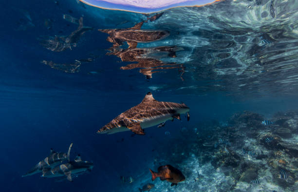 istock Under water photography 1298136062