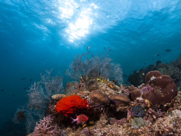 istock Under water photography 1298136139