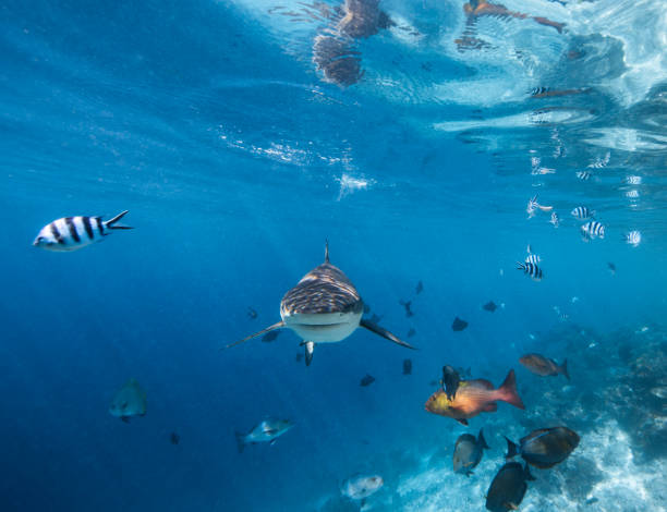 istock Under water photography 1298136208