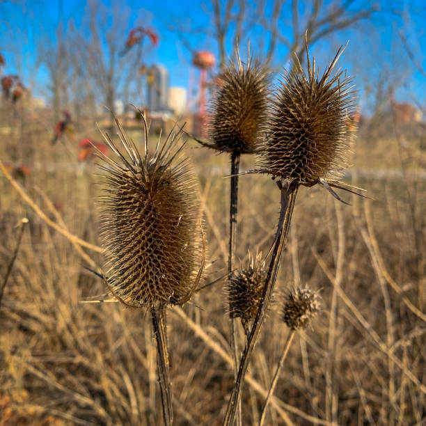 Winter Thistles Looking at Downtown Columbus stock photo