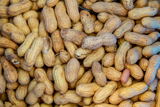 Peanuts In the Shell stock photo