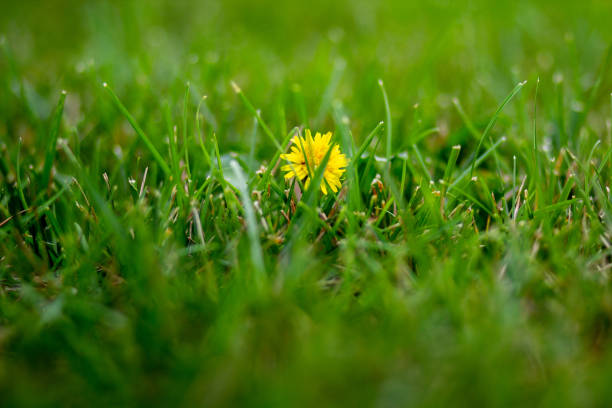 Dandelion in the Grass stock photo