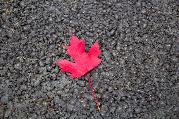 Bright Read Maple Leaf on Pavement stock photo