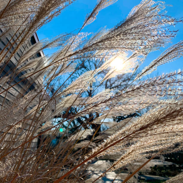 Winter Grass Reaching for the Sun stock photo