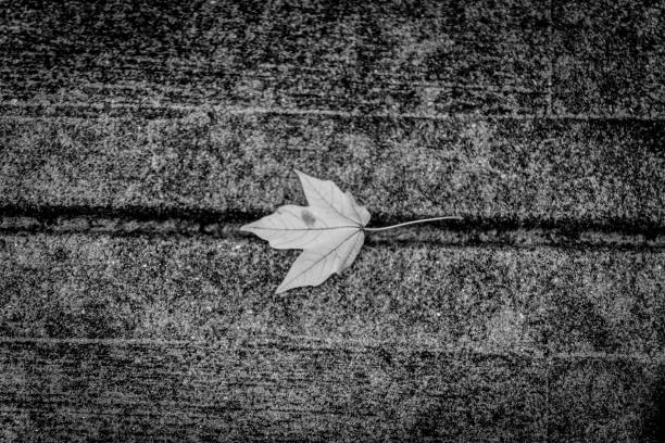 Black and White Maple Leaf on Sidewalk stock photo