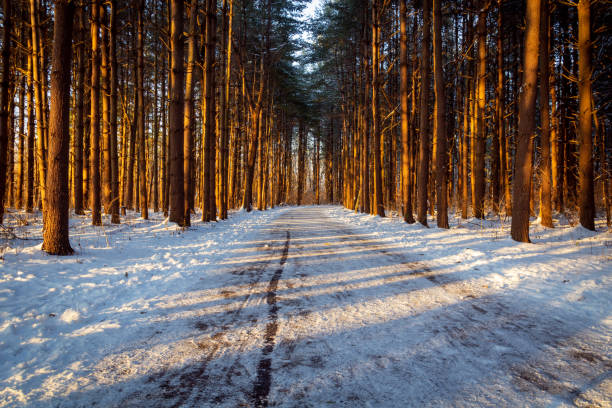 Tall Pines Hiking Trail in Winter stock photo