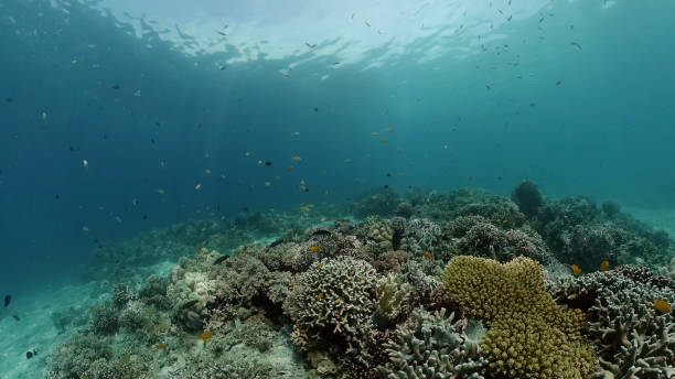 istock Coral reef and tropical fish. Philippines 1298137036