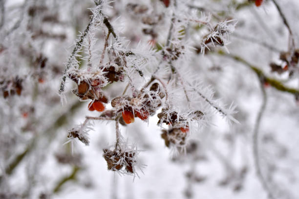 istock snow winter forest christmas winter wonderland sunset 1298139214