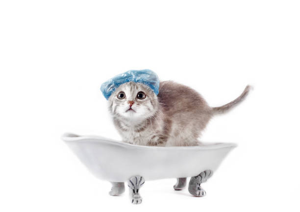 istock grooming gray kitten in a blue shower cap scared in a toy white ceramic bath on legs 1298139487