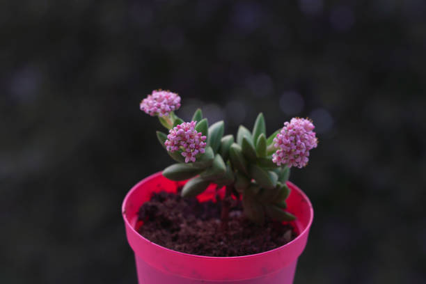 Succulent dwarf potted flower from nature