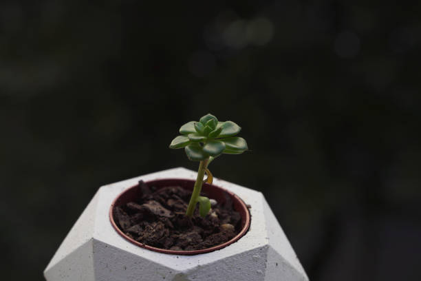 Succulent dwarf potted flower from nature