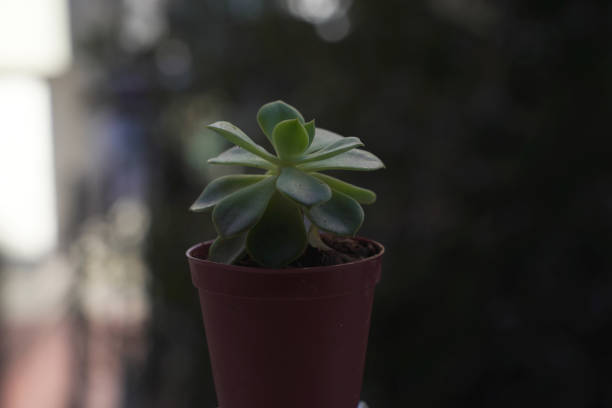 Succulent dwarf potted flower from nature