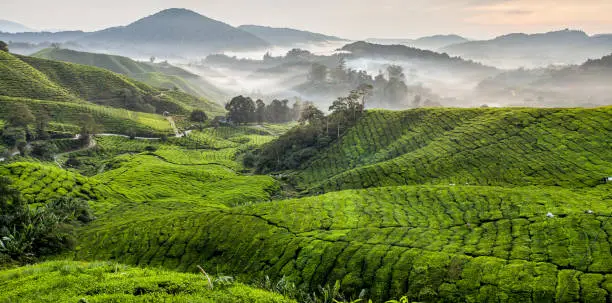 Photo of Beautiful Rural Scene of Tea Plantation