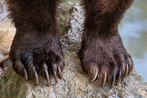 Close shot of grizzly bear paws.