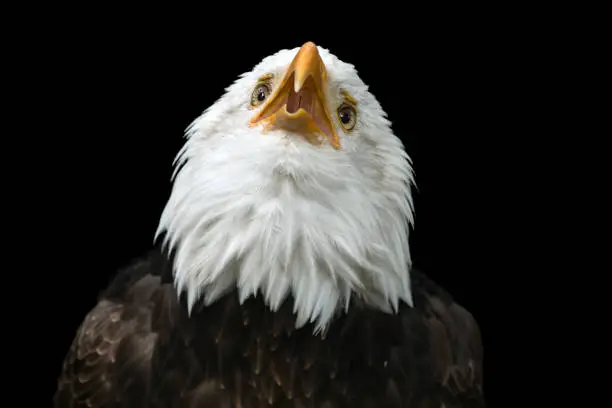 Beautiful bald eagle (Haliaeetus leucocephalus), the national bird of the United States, calling against a black background.