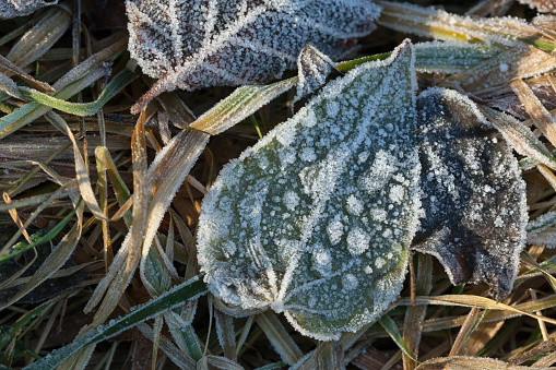 Heartshape leaf with hoar frost.