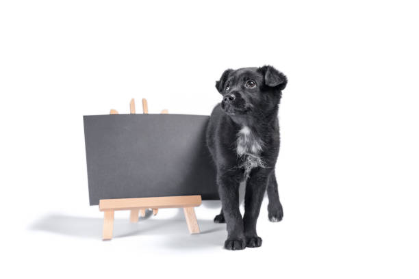 istock black puppy next to a blank chalk board 1298140615