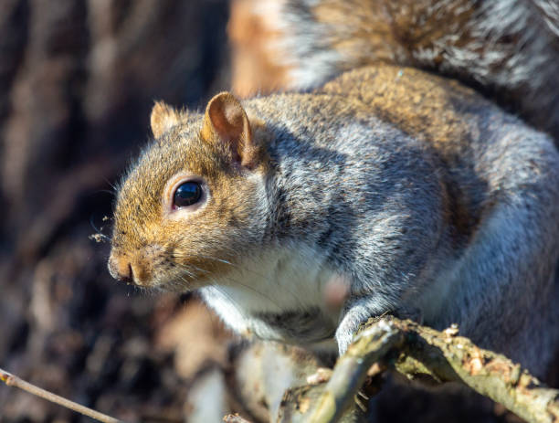istock Close up of grey squirrel on the sun 1298140949