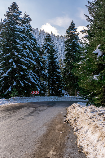 Pine Trees, Asphalt Road and Hairpin band road sign