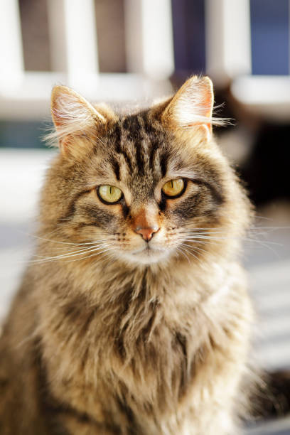 istock City cat portrait 1298141709