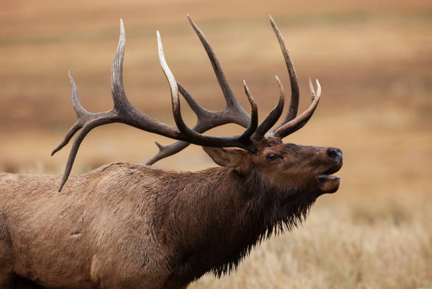 istock Bull Elk in Rut 1298141716