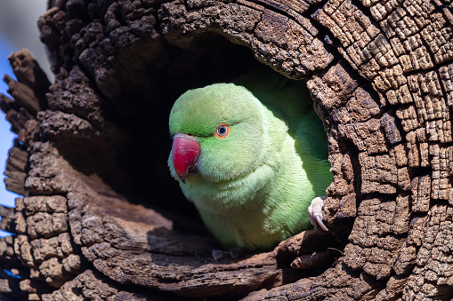 A female parakeet stares out if a hole she is nesting in