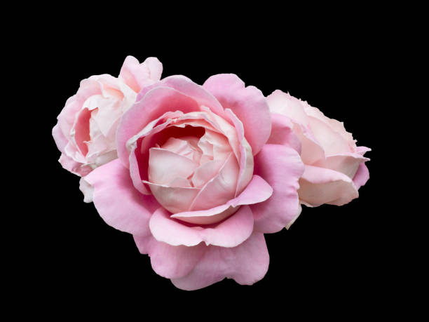 istock Pink rose flowers arrangement isolated on white background 1298142265