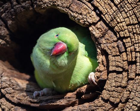 A parakeet stares at the camera