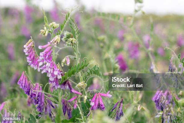 Flowering Peas In Field Green Sprouts Of Young Vicia Villosa In Early Spring At Organic Farm Field Selective Focus Stock Photo - Download Image Now