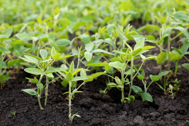 istock Beds of young soybeans on black soil. Soybeans grow in experimental fields 1298143586