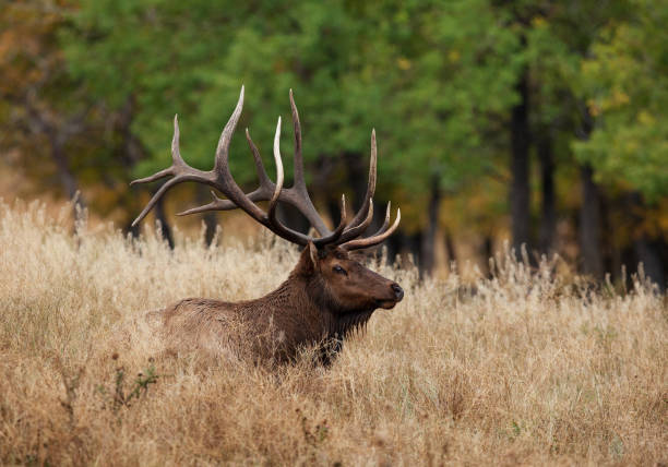 Large Bull Elk bedded down in a meadow A large bull elk in the Rocky Mountains takes a rest during the rut bugling photos stock pictures, royalty-free photos & images