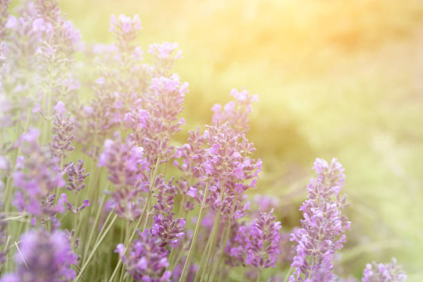 istock Blurred lavender flower background at sunset. Aromatherapy. 1298143599