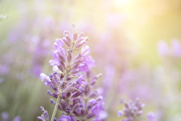 istock Close-up of fragrant lavender blooming at sunset. Aromatherapy. Selective Focus 1298143603