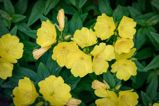 Yellow garden flowers Oenothera fruticosa. Natural summer background. Shallow depth of field. Shallow depth of field