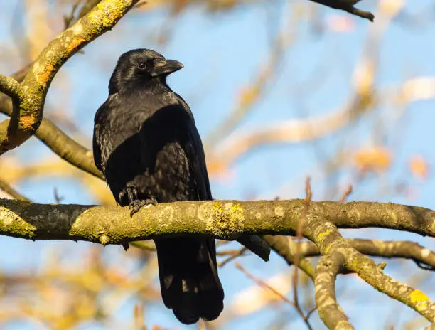 Photo of A sunlit black crow perched on a tree with copy space