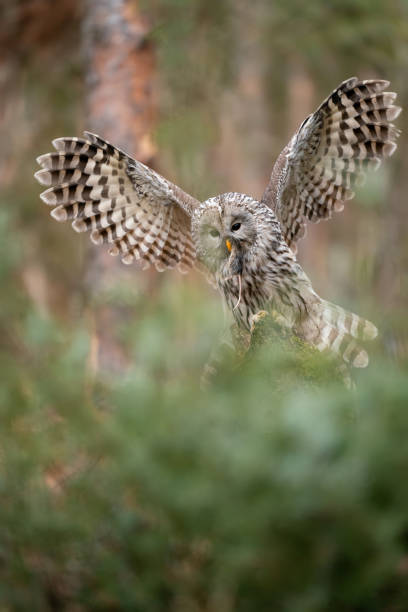 istock Ural owl landing with hunted mouse in his beak. Strix uralensis 1298143968