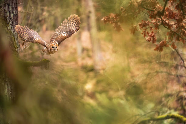 Flying owl in a fairy forest. Tawny owl in the colorful nature bacground. stock photo
