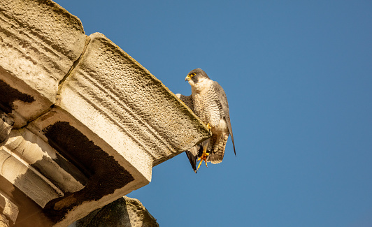 A peregrine stretches his wing readying for take off from a church in London