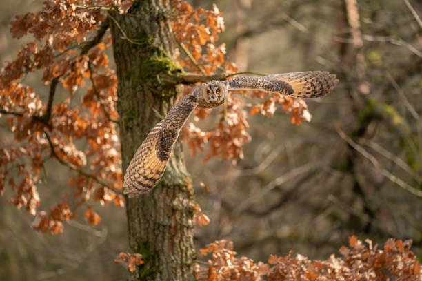 istock Long-eared owl flying against the camera with orange tree leaves and forest behind 1298144757