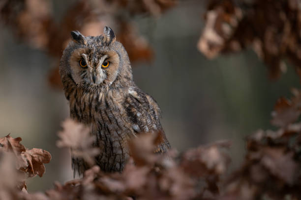 istock Long-eared owl in the dark between autumn leaves . Asio otus. 1298144781