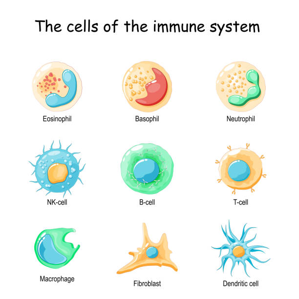 免疫系の細胞。白血球 - macrophage human immune system cell biology点のイラスト素材／クリップアート素材／マンガ素材／アイコン素材