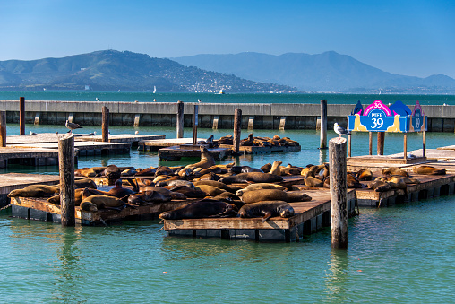 Group of sea lions resting on platforms at Pier 39 of Fisherman’s Wharf in San Francisco.