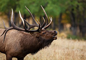 Bull elk in the Rocky Mountains